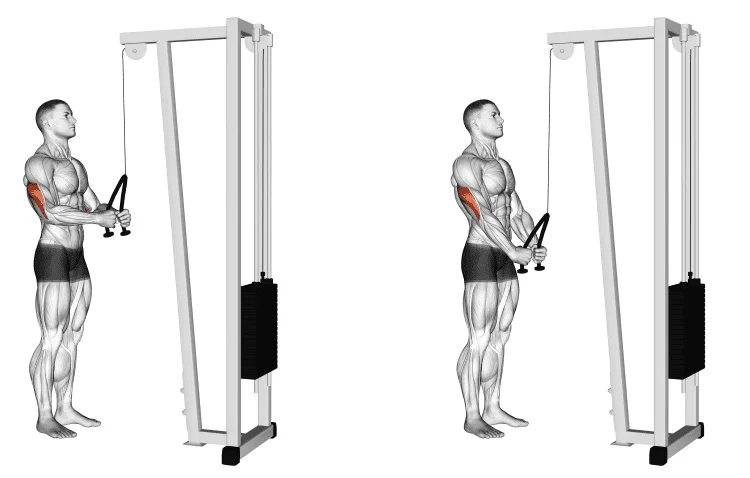 Tríceps definidos: 5 melhores exercícios - BioEsporte