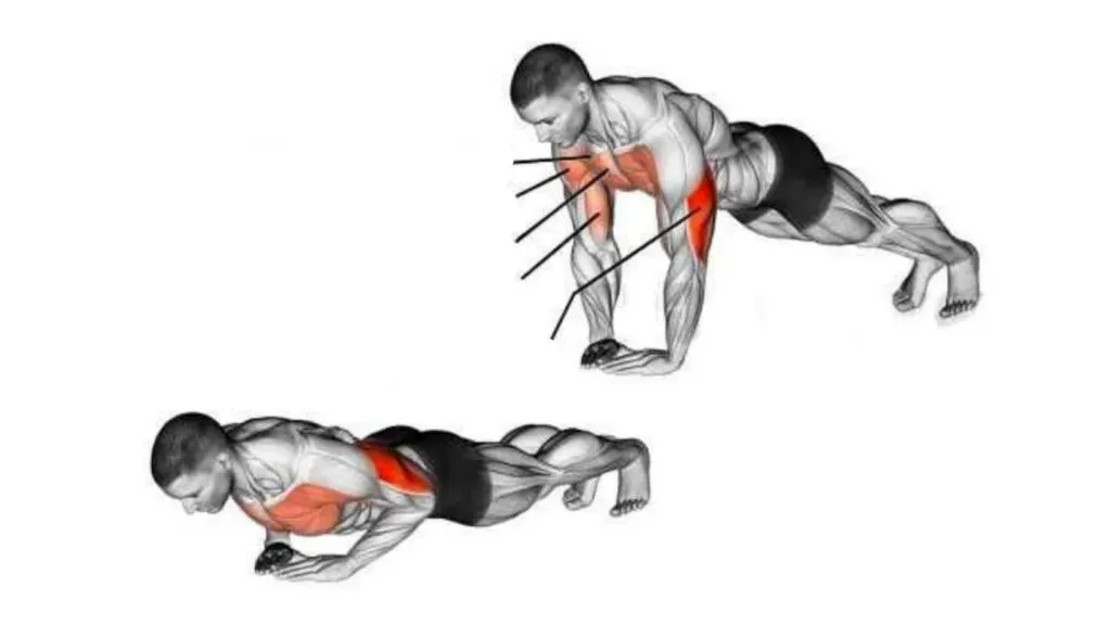 Tríceps definidos: 5 melhores exercícios - BioEsporte